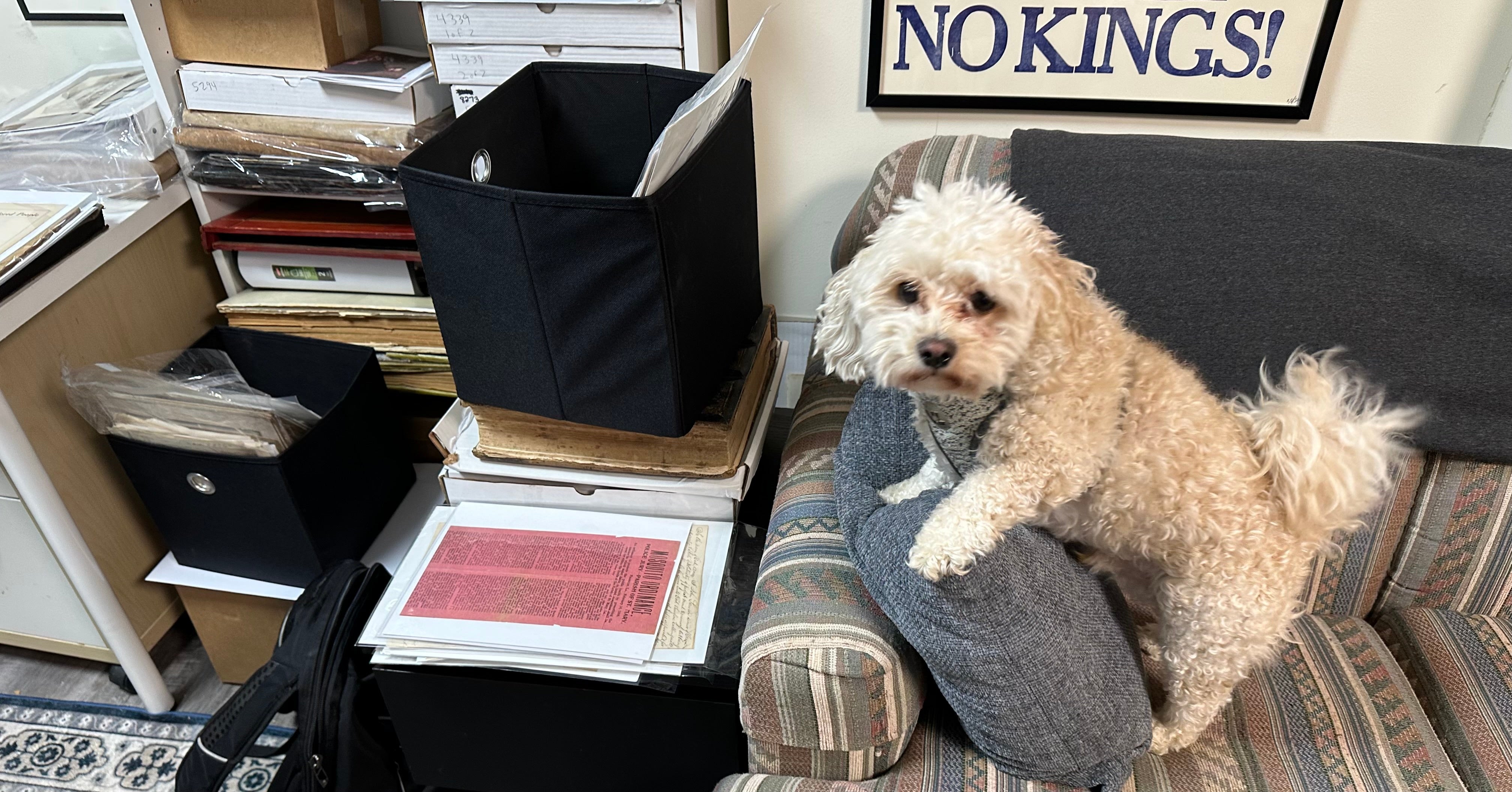 Fozzie, the Official Fayco Shop Dog